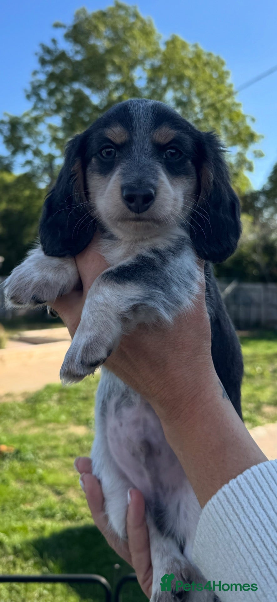 Miniature Dachshund dogs Blue&Cream Piebald Long Haired Miniature Dachshund - Advert 18