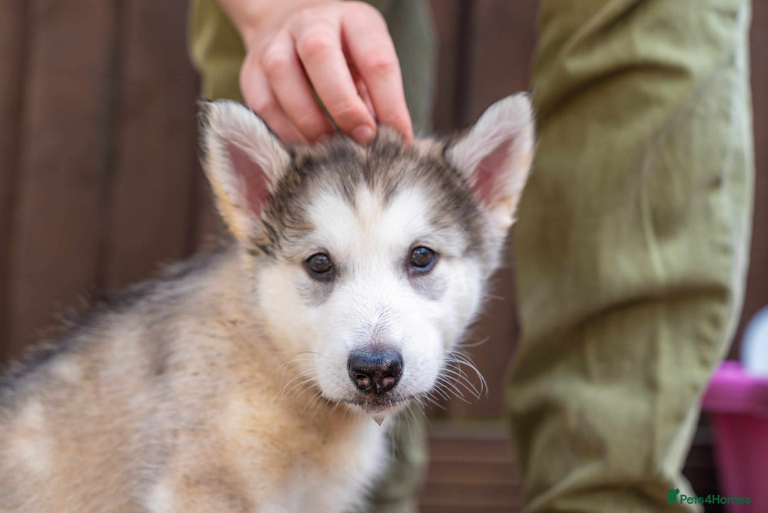Mixed Breed dogs for sale: Fully vaccinated husky/Malamute Puppies. 3 Left  - Image 29