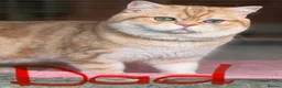 British Shorthair cats for sale: British shorthair beautiful golden kittens  - Advert 36