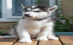Mixed Breed dogs for sale: Fully vaccinated husky/Malamute Puppies. 3 Left  - Image 18