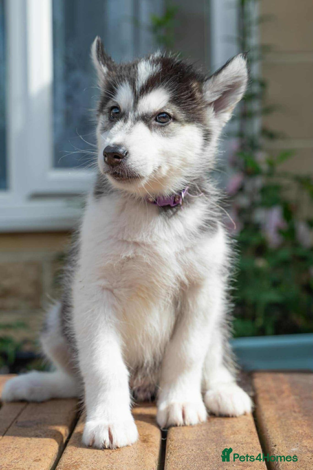 Mixed Breed dogs for sale: Fully vaccinated husky/Malamute Puppies. 3 Left  - Image 18