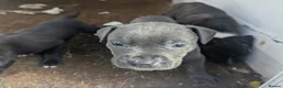 Staffordshire Bull Terrier dogs for sale: Stunning original black/blue Staff pups *rare* - Advert 5