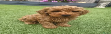 Cockapoo Puppy 3