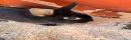 Mini Lion Lop rabbits for sale: Two female rabbits bonded pair, Lop X lionhead.  - Advert 10