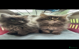 Maine Coon cats for sale: Beautiful Maine coon kittens - Image 1