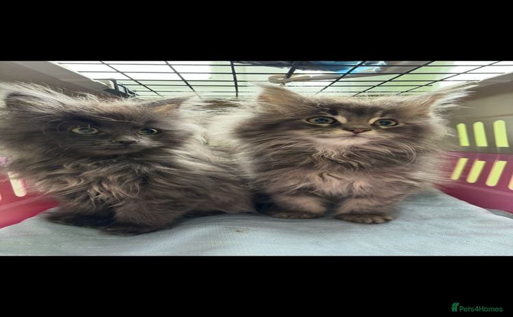 Maine Coon cats - Advert 3