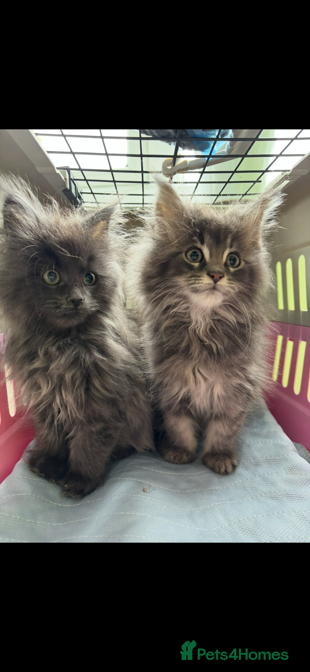 Maine Coon cats for sale: Beautiful Maine coon kittens - Image 1
