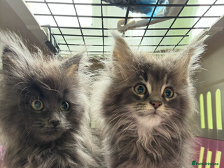 Maine Coon cats - Advert 3