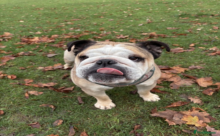 English Bulldog dogs Proven KC reg English Bulldog for Stud - Advert 10