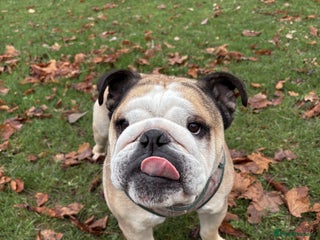 English Bulldog dogs Proven KC reg English Bulldog for Stud - Advert 13