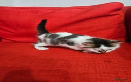 Domestic Shorthair cats for sale: Male and female  - Image 18