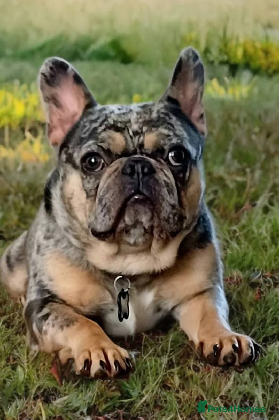 French Bulldog dogs for sale: French Bulldog Merle - Advert 1