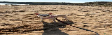 Chihuahua 