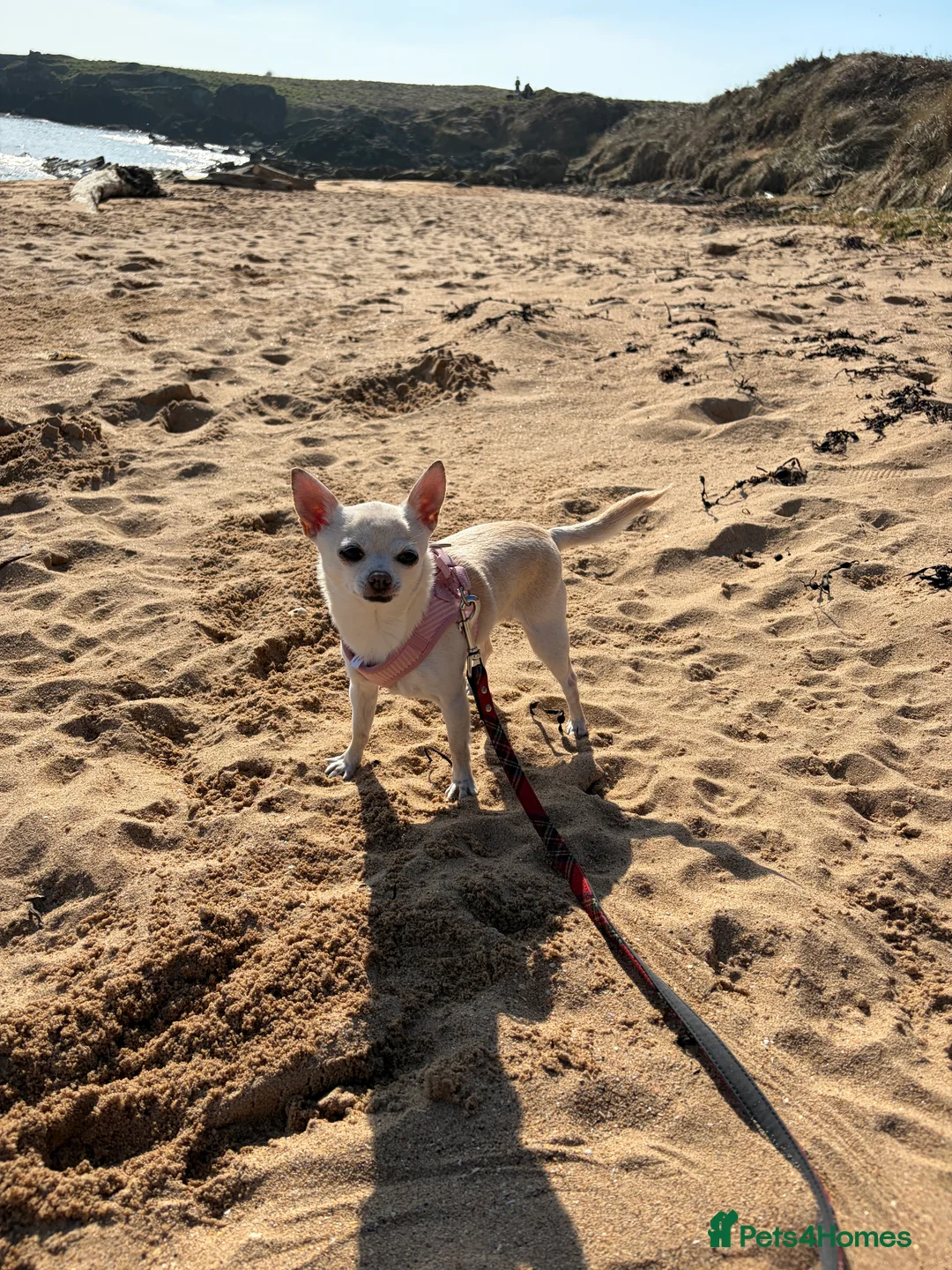 Chihuahua dogs for sale: Chihuahua  in Anstruther - Advert 1