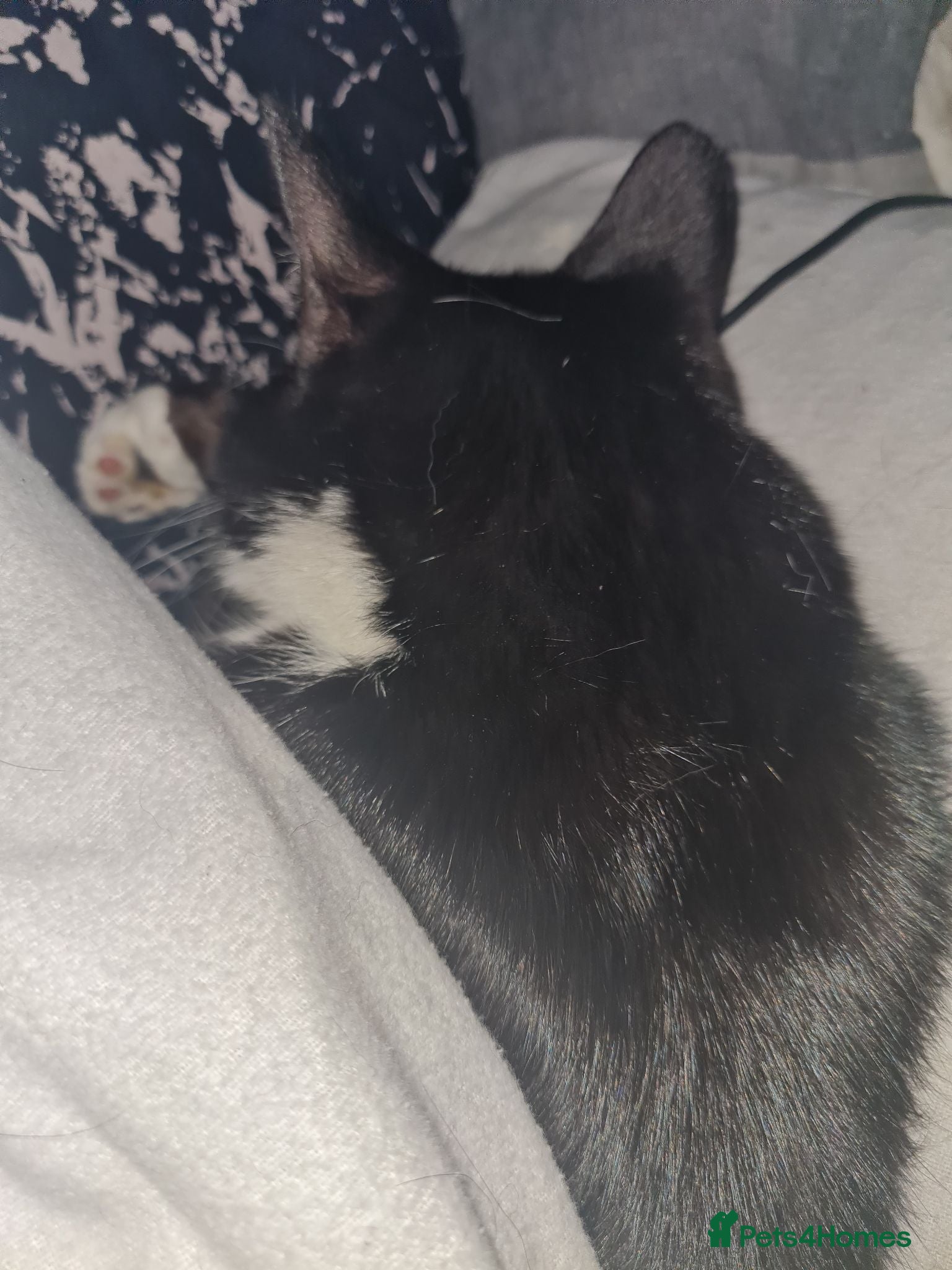 Mixed Breed cats 2 cats free to very good home - Advert 1