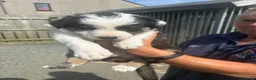 Border Collie dogs for sale: Border Collie Puppies - Advert 6