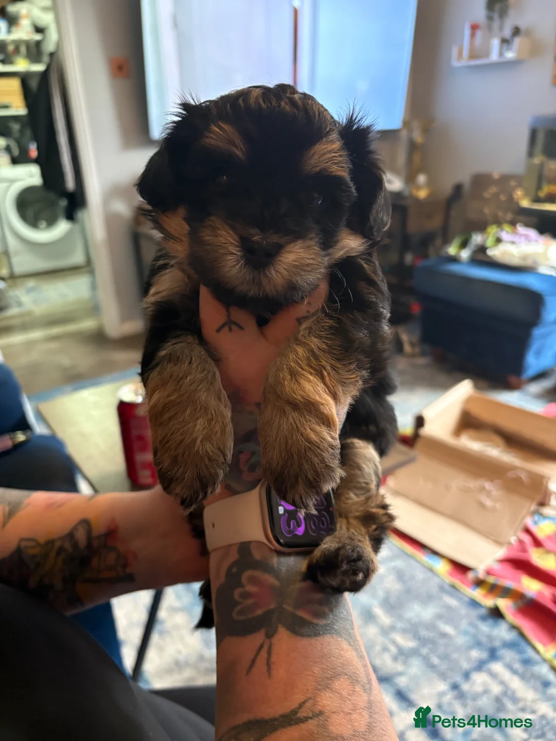 Maltipoo dogs for sale: Tiny Stunning maltipoo puppies  - Advert 1