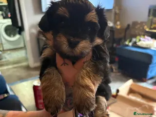 Maltipoo dogs Tiny Stunning maltipoo puppies - Advert 4