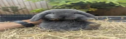 Mini Lop rabbits for sale: Mini Lop/French Lop - Advert 6