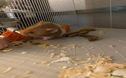 Hamster rodents for sale: Syrian hamster  - Image 2