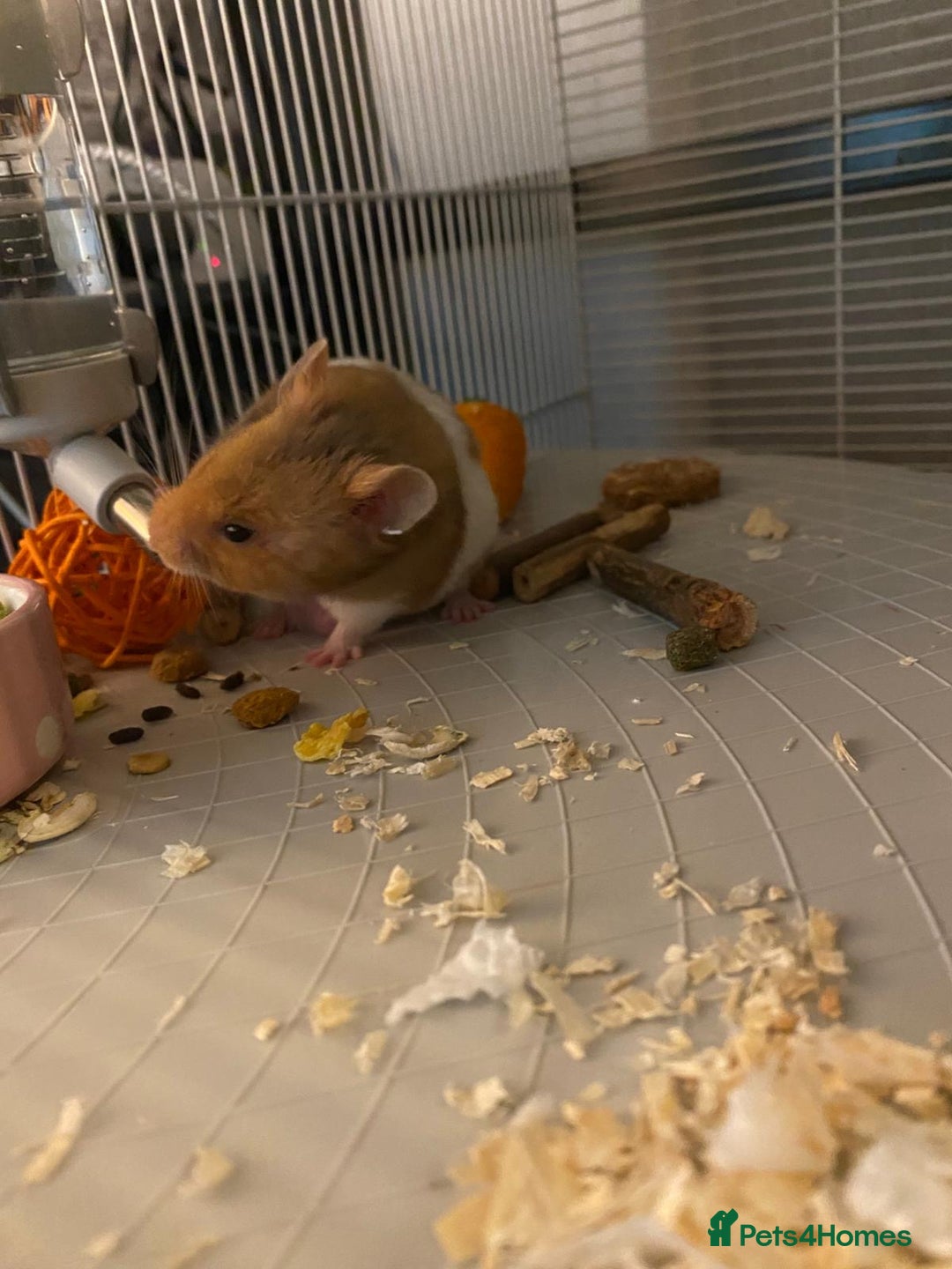 Hamster rodents for sale: Syrian hamster  - Image 2