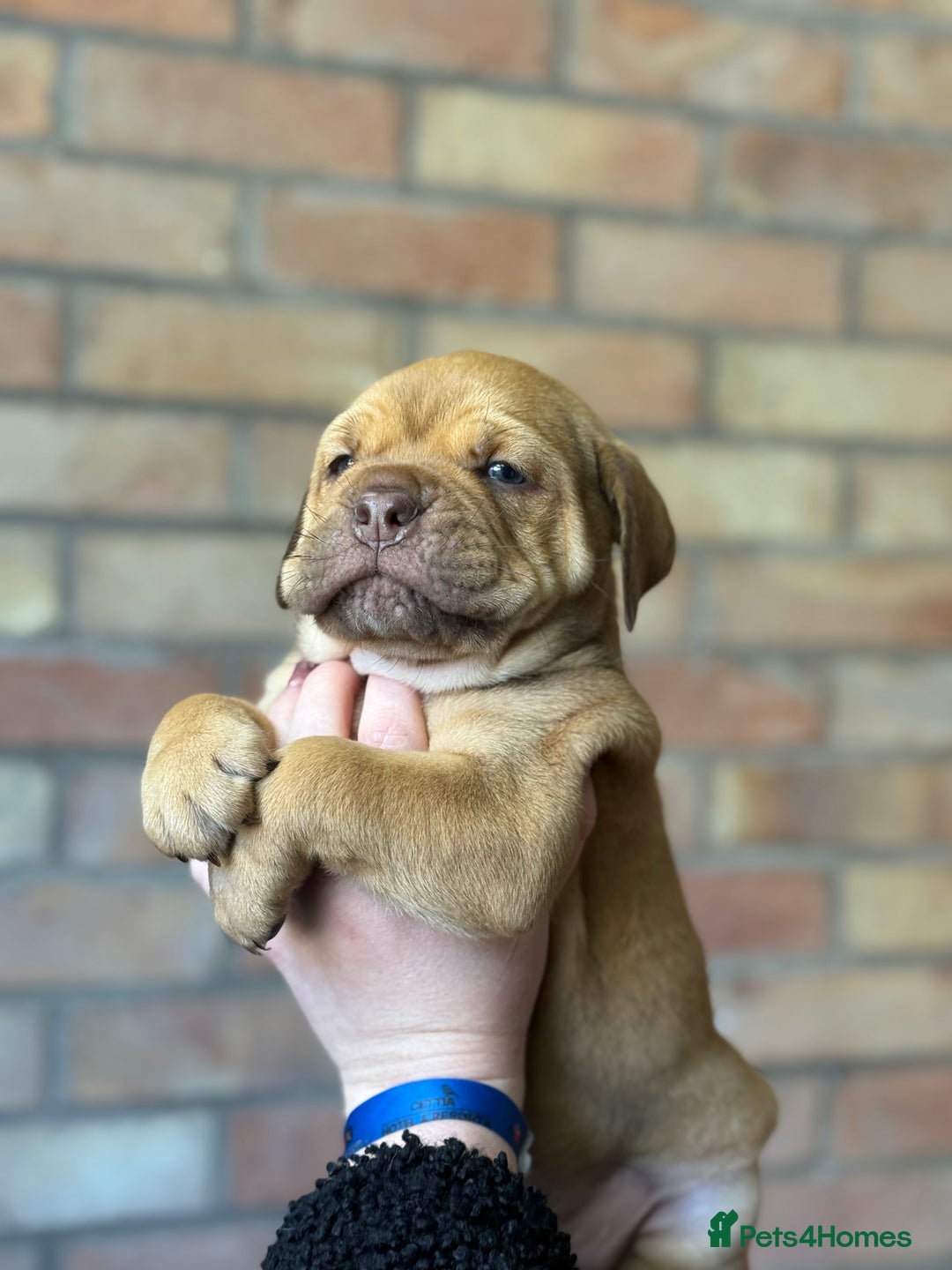 Mixed Breed dogs for sale: Bulldog de Bordeaux  - Image 13