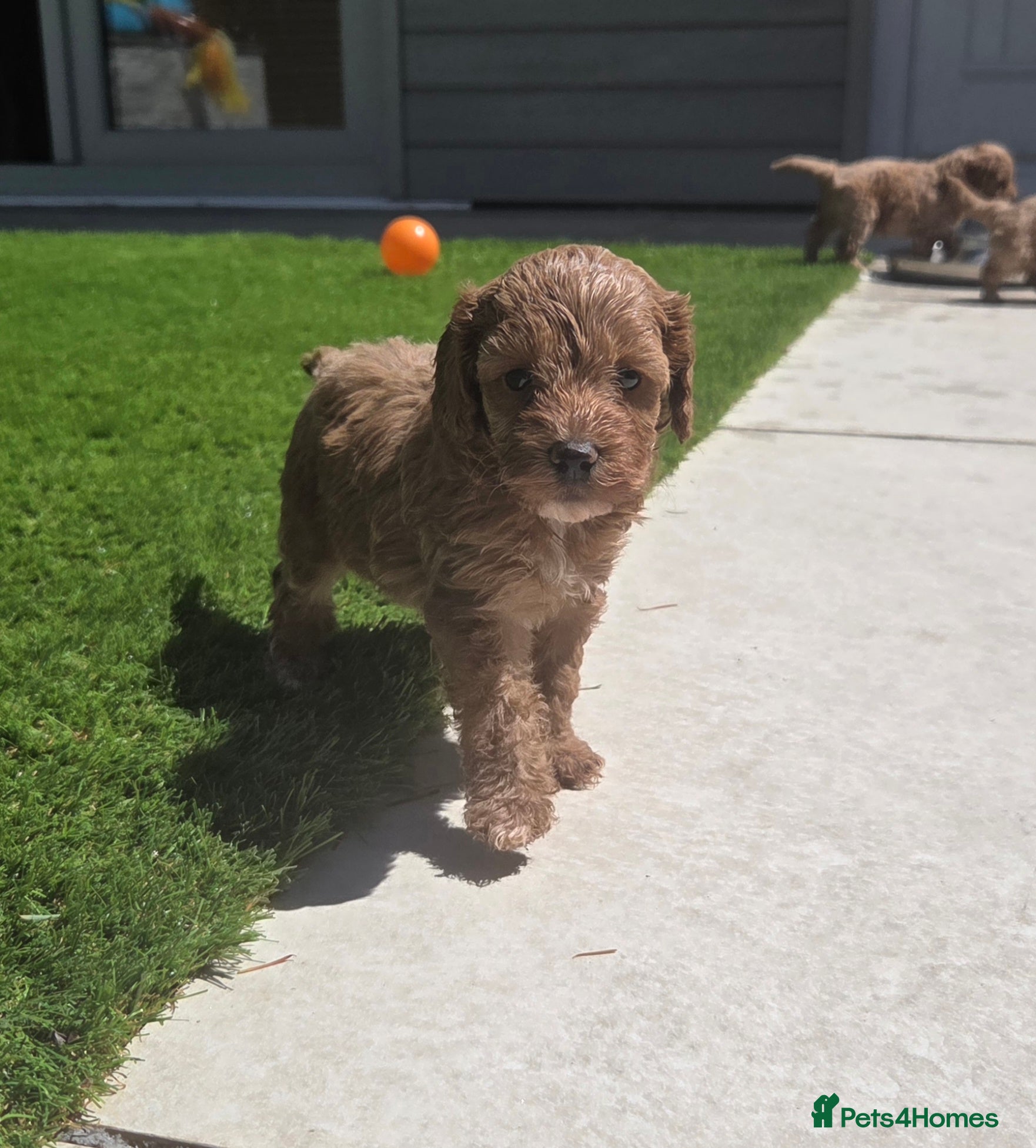 Cockapoo dogs Outstanding cockapoo puppies - Advert 1