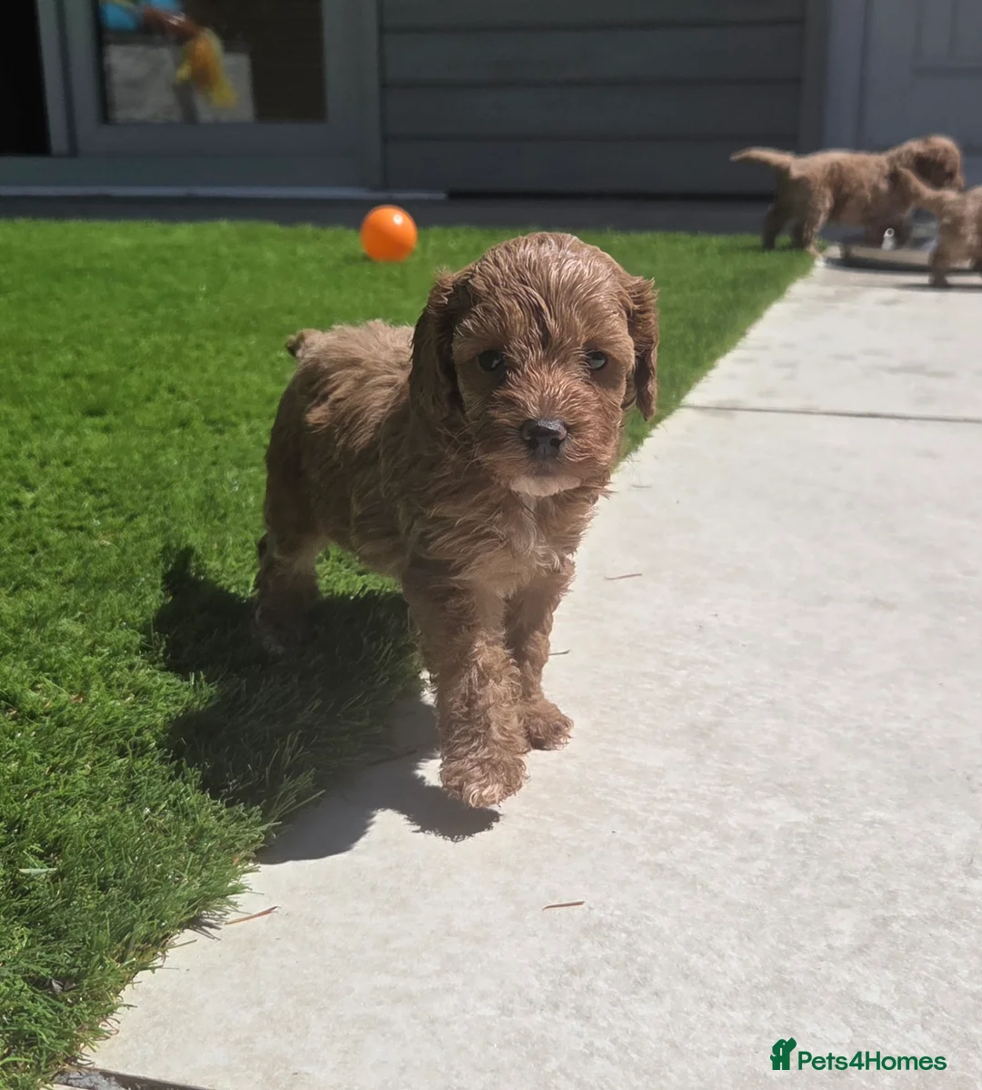 Cockapoo dogs for sale: Outstanding cockapoo puppies - Advert 1