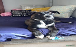 Mixed Breed dogs for sale: Finding her a forever home 🏡  - Image 7