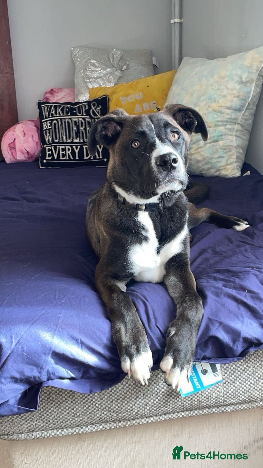 Mixed Breed dogs for sale: Finding her a forever home 🏡  - Image 7