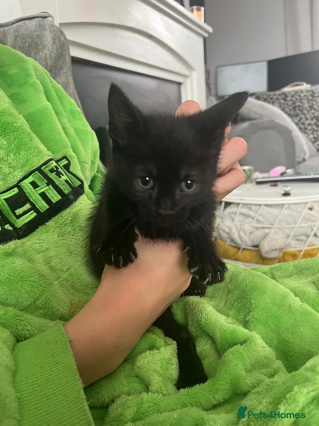 Domestic Shorthair cats for sale: Kittens looking for their forever homes  in Whitley Bay - Advert 5