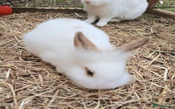 Rex rabbits for sale: Baby Bunny Rabbits  - Image 2