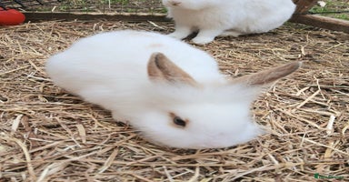 Rex rabbits - Advert 7