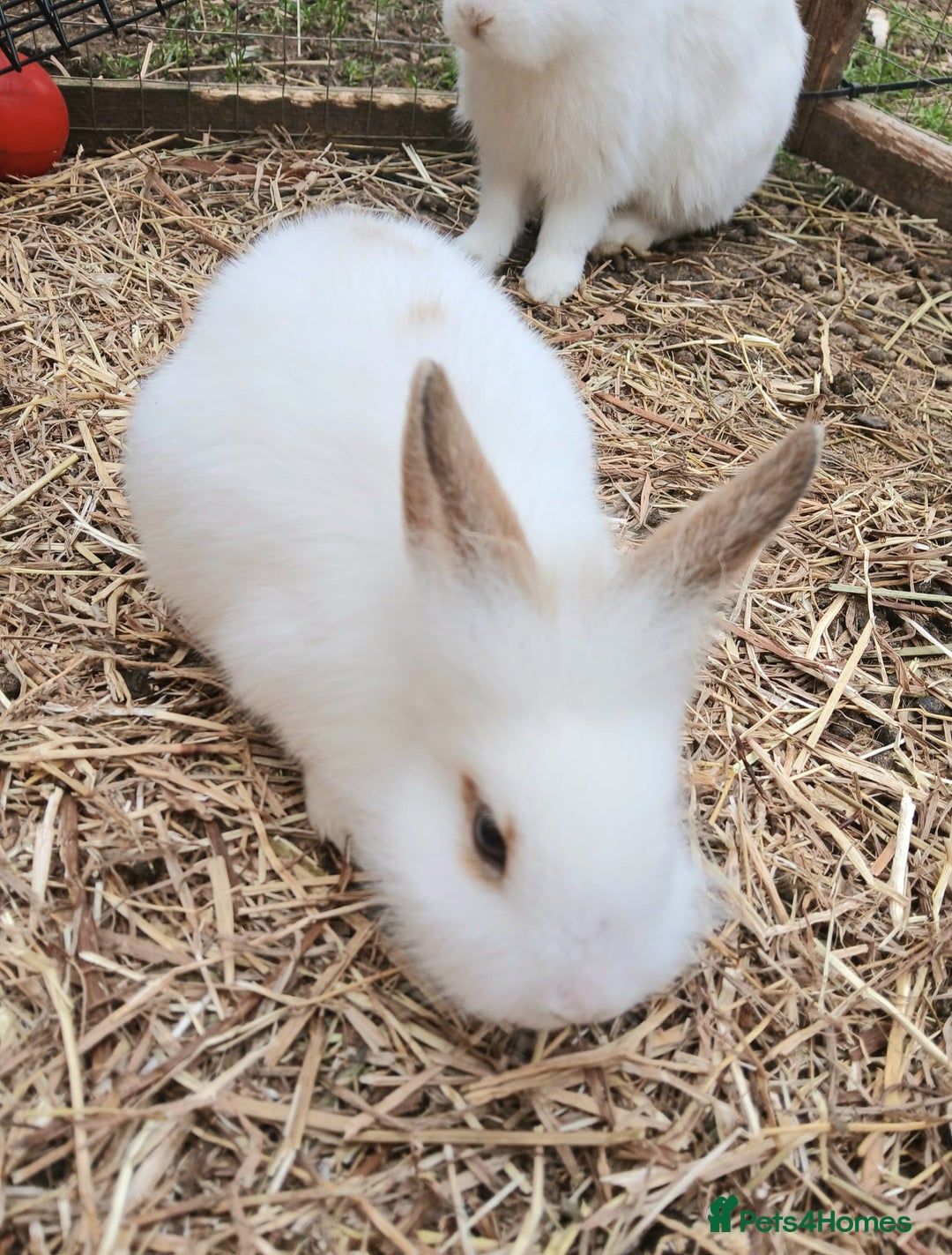Rex rabbits for sale: Baby Bunny Rabbits  - Image 2