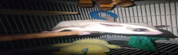 Sugar Glider rodents for sale: Male and female sugar glider 9 months old  in Crook - Advert 2