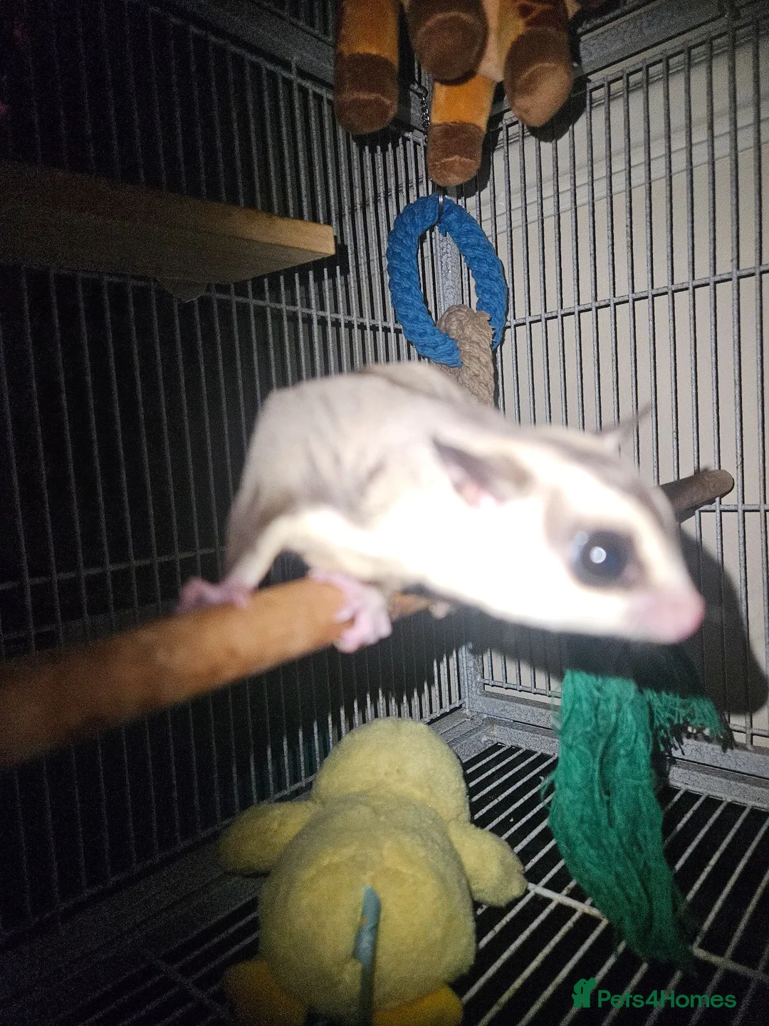 Sugar Glider rodents for sale: Male and female sugar glider 9 months old  in Crook - Advert 2