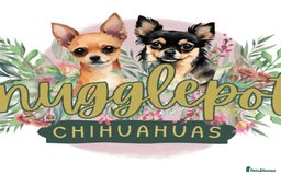 Chihuahua dogs for sale: Beautiful chocolate long coat chihuahuas - Image 21