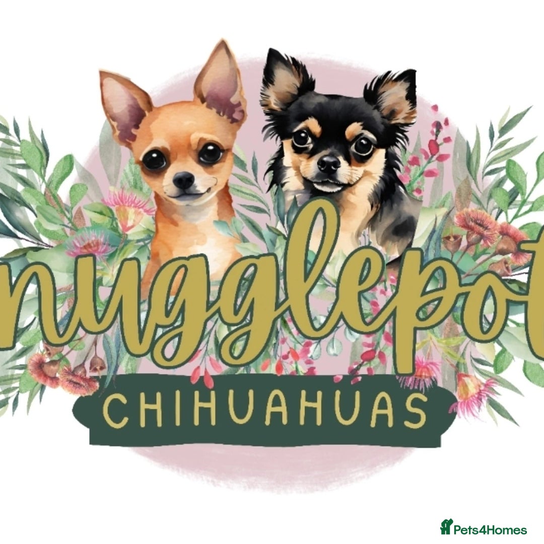 Chihuahua dogs for sale: Beautiful chocolate long coat chihuahuas - Image 21
