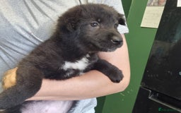 Mixed Breed dogs for sale: Cocker pei puppies ready now  - Image 9