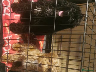 Cockapoo dogs Cockapoo females - Advert 5