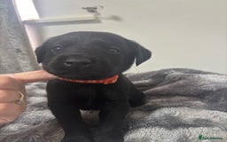 Labrador Retriever dogs for sale: Beautiful Black Labrador  - Image 9