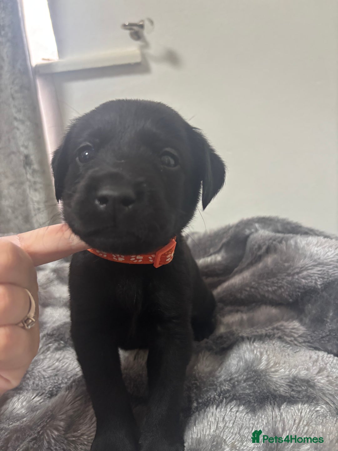 Labrador Retriever dogs for sale: Beautiful Black Labrador  - Image 9