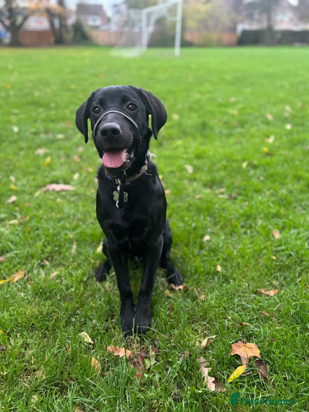 Labrador Retriever dogs for sale: 10 month old male Labrador  - Advert 5