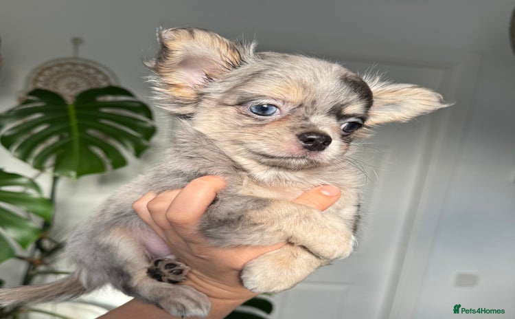 Chihuahua dogs - Advert 4