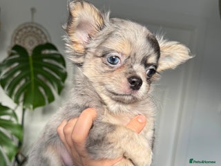 Chihuahua dogs - Advert 2