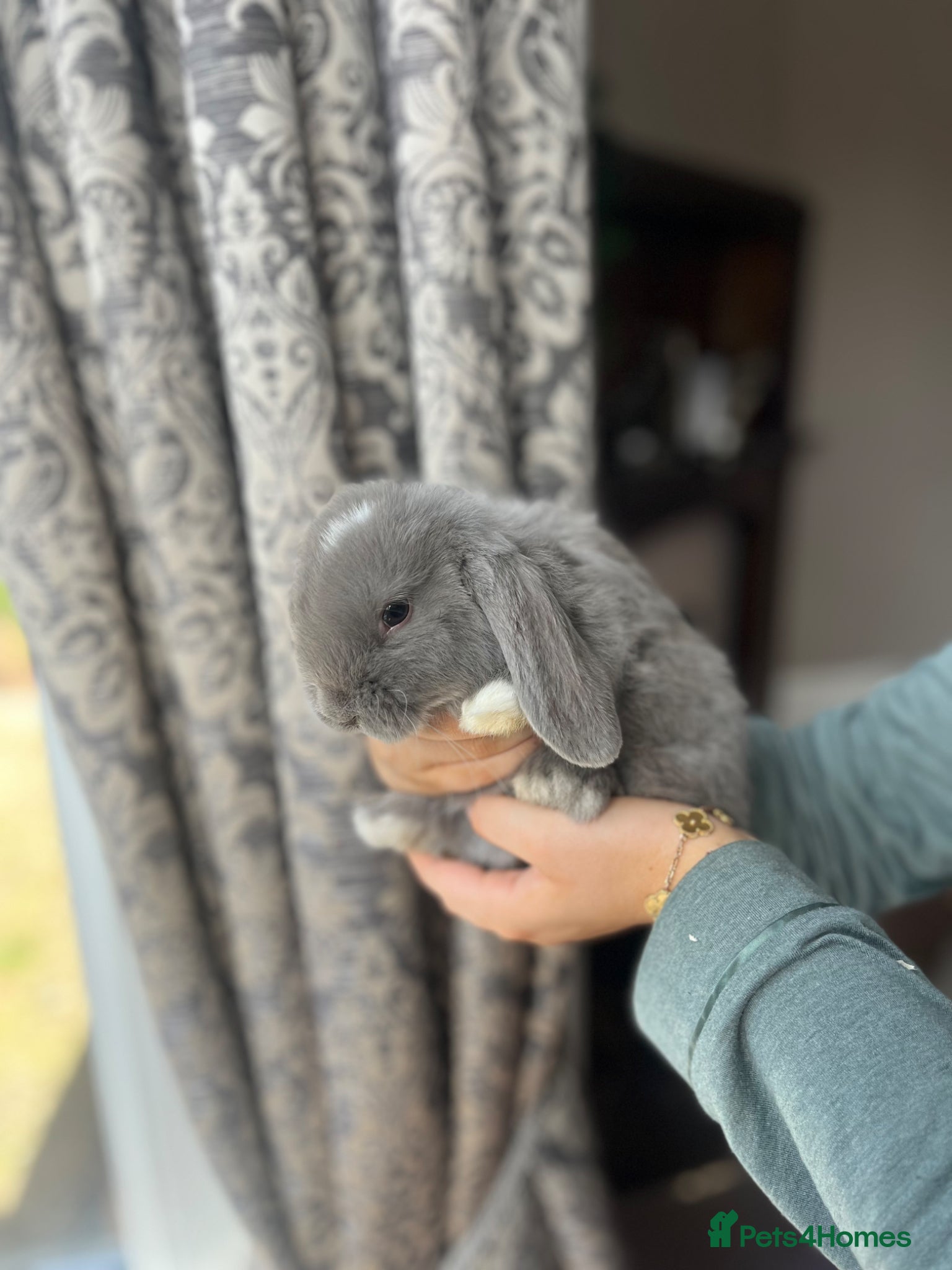 Mini Lop rabbits Baby Mini Lops - Advert 1