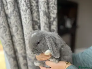 Mini Lop rabbits Baby Mini Lops - Advert 1