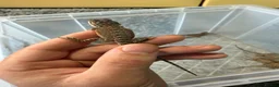 Bearded Dragon reptiles for sale: Beautiful Baby Bearded Dragons Available - Advert 9