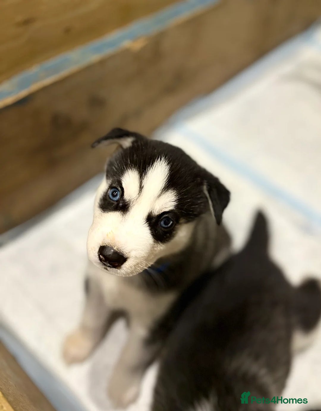 Siberian Husky dogs for sale: Siberian Huskies 2 male 4 female  - Advert 7