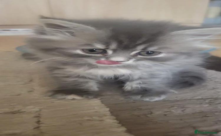 Siberian cats - Advert 1